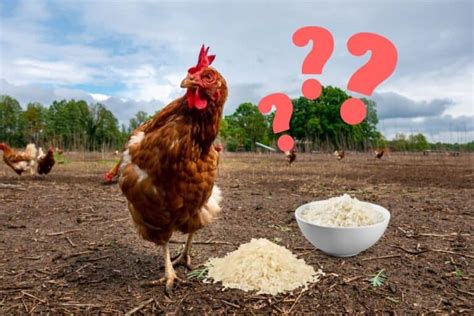 Can You Feed Chickens Cooked Rice? And Why Do They Prefer It Over Uncooked Grains?