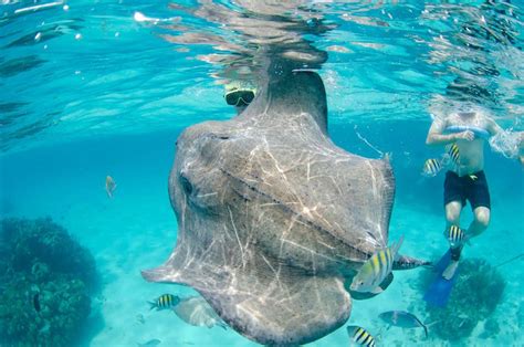 Can You Swim with Stingrays? Exploring the Depths of Marine Interaction