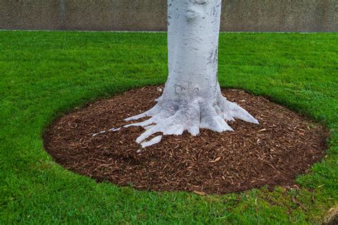 Can You Use Rubber Mulch Around Plants? And Why Do Squirrels Always Seem to Know When You’re Planting Tomatoes?