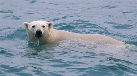 How Fast Can a Polar Bear Swim, and Could It Outpace a Submarine?