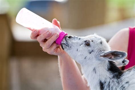 How Long to Bottle Feed Goats: A Journey Through Time, Milk, and Whimsical Musings