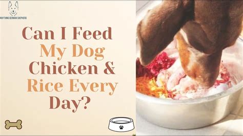 How Much Rice and Chicken to Feed My Dog, and Why Your Cat Might Be Jealous