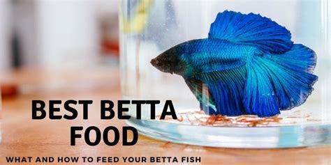 How Often Do I Feed Betta Fish, and Why Do They Dream of Electric Shrimp?