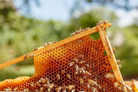 How to Feed Bees in Winter: Exploring the Mysteries of Bee Nutrition and the Art of Making Honey-Flavored Snow Cones