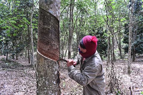 What Do Rubber Tappers Want: A Journey Through the Forest of Desires