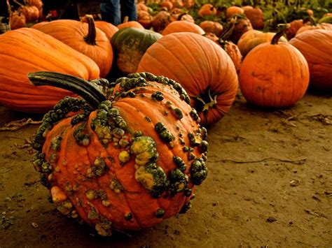 What is the Best Fertilizer for Pumpkins and Why Do They Dream of Electric Sheep?