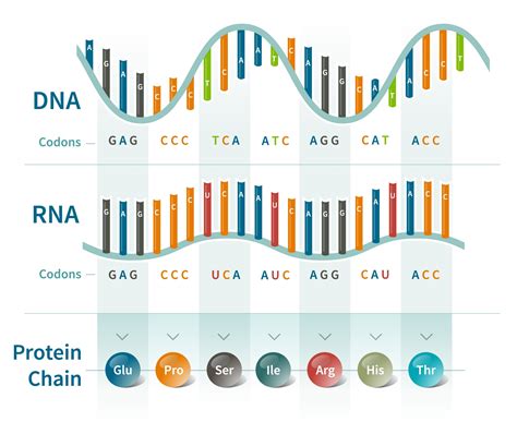 What is the section of DNA that codes for a protein called, and why does it sometimes feel like a secret code only cells understand?