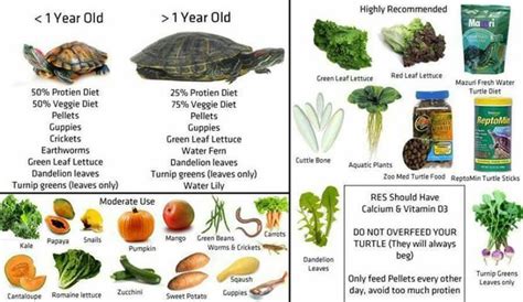 What to Feed a Red Eared Slider: And Why They Might Secretly Love Pizza