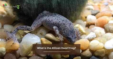 What to Feed African Dwarf Frogs: A Deep Dive into Their Dietary Needs and the Curious Case of Underwater Pizza