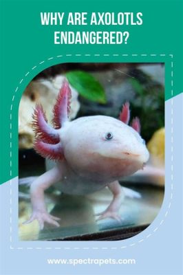 What to Feed an Axolotl: A Deep Dive into Their Dietary Needs and the Curious Connection to Moonlight