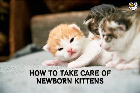 What to Feed Baby Kittens Without Mother: A Comprehensive Guide to Nurturing Orphaned Felines