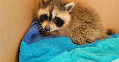 What to Feed Baby Raccoons with Teeth: A Guide to Nurturing Your Furry Friend