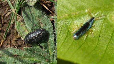 What to Feed Isopods and Springtails: A Comprehensive Guide to Tiny Ecosystem Care