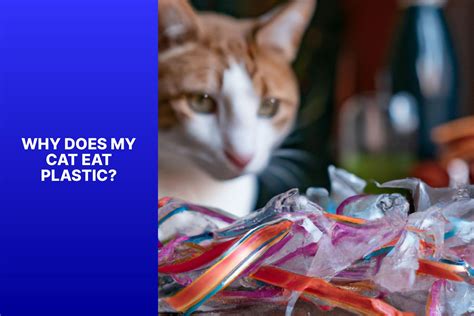 Why Does My Cat Want to Eat Plastic? And Why Does It Seem to Enjoy the Sound of Crinkling Wrappers?